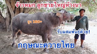 ควายงาม กำลังพัฒนา กฤษณะควายไทย อ.ทัพทัน จ.อุทัยธานี