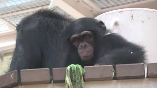 チンパンジー 双子の赤ちゃん Chimpanzee twin baby ふたりはなかよし 1 Good friend sister