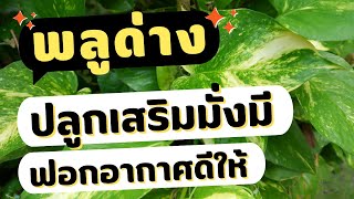 ต้นพลูด่าง ประโยชน์ Golden Pothos  พลูด่าง ไม้มงคล ไม้ฟอกอากาศ| แม่อุ๊พาปลูกทรัพย์