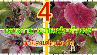 4.บอนกาบ บอนแข้ง ตัวเทพที่ต้องตะลึงกับความงาม