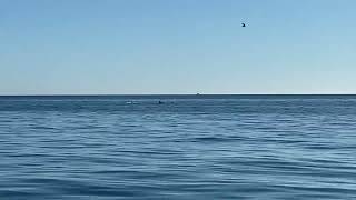 Delfini nel golfo di Manfredonia, l'avvistamento questa mattina