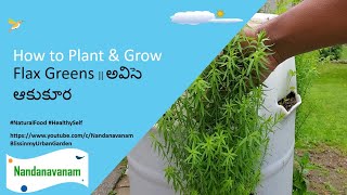 How to Plant \u0026 Grow Flax Greens || అవిసె ఆకుకూర