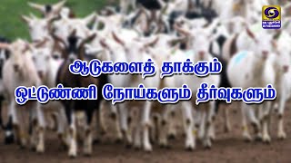 ஆடுகளை தாக்கும் ஒட்டுண்ணி நோய்களும் தீர்வுகளும் | 06.05.2024