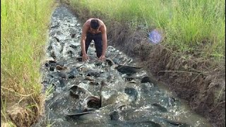 wow Amazing Fishing - Cambodia Traditional fishing - How to Catches Fish (Part 112)