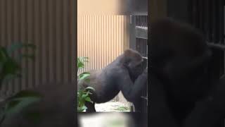 Gentaro enjoys playing with the zookeeper.#gorillatag #gorillababy #fypシ゚viral #fyp