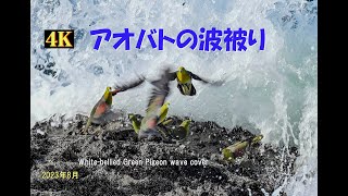 アオバトの波被り（2023年8月）