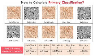 Primary Classification of Fingerprint | Henry Classification System