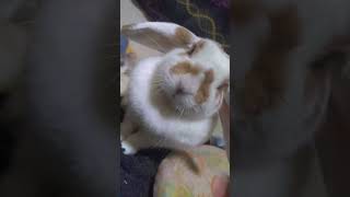 ウサギもものキラキラユーチューバーライフ: ４歳の女の子がもユニークな私生活　　　　　　　　　　　　　　　　　　　　　　　　　　　　　　　　 #うさぎ #rabbit #bunny