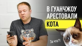 Как перевезти питомца в Китай ?! | Ввоз домашних животных в Китай 2019