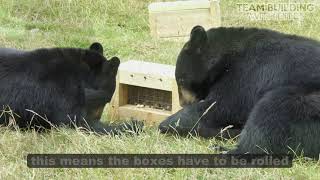 Bear feeding box enrichment - Team build event at Woburn Safari Park