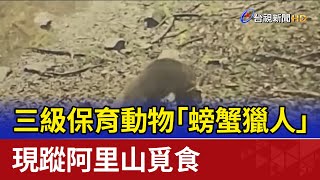 三級保育動物「螃蟹獵人」 現蹤阿里山覓食