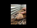 satisfying full body shed tribrid tegu