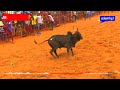 ஏறீ இறங்குனா 1000 இல்ல 2000 இல்ல 3000 athapur jallikattu 20211