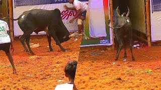 ஏறீ இறங்குனா 1000 இல்ல 2000 இல்ல 3000 Athapur Jallikattu 20211