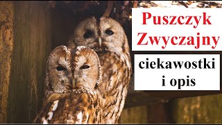 Puszczyk zwyczajny - ciekawostki i opis