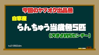 自家産らんちゅう当歳魚5匹大きさ約5.5セン前後（観賞用・飼育練習用）to210503dm