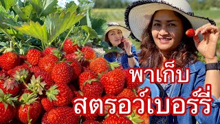 เก็บสตรอว์เบอร์รี่สวีเดน 🍓 กิจกรรมหน้าร้อน ยอดฮิต เก็บเอง ถูกกว่าซื้อห้าง 🍓🍓🍓