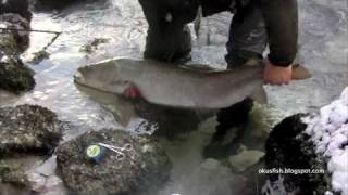 Huchen Fischen, Danube Salmon Fishing, Sava Bohinjka / Slovenia