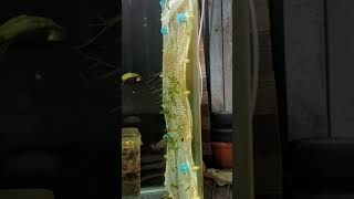 Java Moss\u0026Subwassertang wall (Update)(Time-lapse).