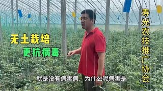 无土栽培比土壤种植更抗病毒病，原因是这一条