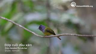 Đớp ruồi đầu xám - Grey headed flycatcher