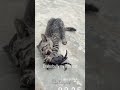 mummy ek glass pani de 😂 funny funnyparrot funnyvideo funnypets catlover funncats comedy