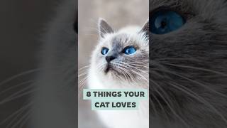 8 Things Your Cat Loves #cats #shorts