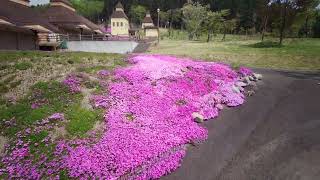 芝ざくら滝上公園　2023年5月17日