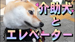 【柴犬の介助犬】エレベーターに乗るよ♪