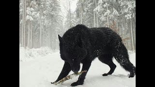 Mega Compilation Of New Disturbing Trail Cam Footage