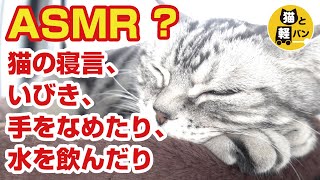 ASMR？　猫のねごと、いびき、手をなめたり水を飲んだり【猫と軽バン】