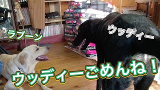 しつこくて！怒られるラブーン😹[ラブラドール・レトリバー]Be persistent! Laboon getting angry😹Labrador retriever