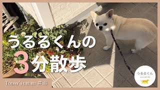 【チワワ犬の日常】散歩に誘う飼い主と逃げるうるる #18