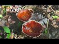 mushrooms in the northern territory darwin