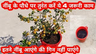 इतने नींबू आएंगे कि गिन नहीं पाएंगे। Lemon plant full care  #lemon #garden