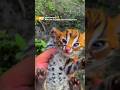 Tidak semua Hewan boleh kita pelihara… #wildanimalexperiment #story #animal