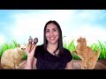 8 canciones infantiles sobre GATOS - ¡Canta, Maestra!