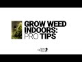 [Educational] Grow Weed Indoors: Pro Tips