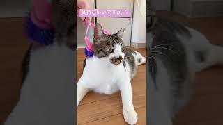 猫用マッサージローラーを猫に使ってみた(I tried using a massage roller for  #cat )#cute #ねこ #猫 #cutecat #猫動画 #pet #かわいい猫