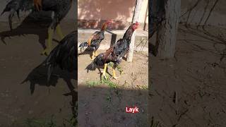 #aseelmurgha #aseel #bird #chicken #hen #angrybirds #kingshamo #aseelmurga #bird