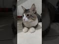 mixdom gata cat cutecat cats funnycats kitten kucing pets animals kucinglucu shorts