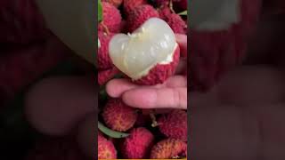Beautiful nature life FN70 || amazingly delicious lychee fruit #nature #shorts @F_N_