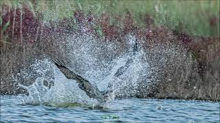 Osprey hunting