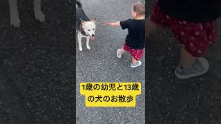 #犬の散歩 #一歳半 ＃かわいい1歳の幼児と13歳の犬の楽しいお散歩 #犬 #幼児