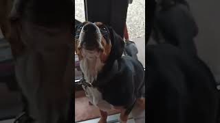 Entlebucher Sennenhund bekommt ein Leckerchen.