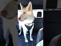 crazy canine getaway comedy husky cuteanimal