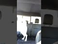 crazy canine getaway comedy husky cuteanimal