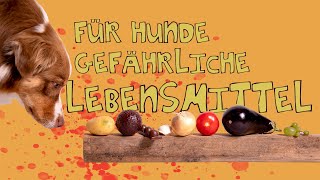 Achtung, GIFTIG für Hunde! // Diese Lebensmittel darf dein Hund nicht fressen // hundplusherz