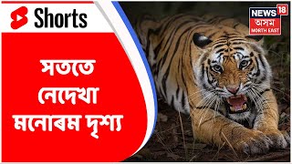 Kaziranga National Parkত ঢেকীয়াপতীয়া বাঘ (Royal Bengal Tiger)ৰ মনোৰম দৃশ্য  #shorts