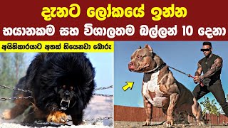 දැනට ලොව භයානකම සහ විශාලතම බල්ලන් 10 | Top 10 Most Powerful Dogs In The World